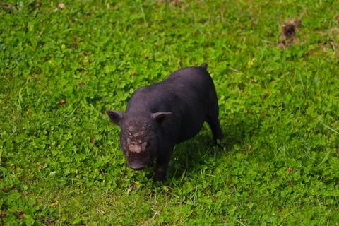 Small undersized black pig on a green lawn. Selective focus. 写真素材