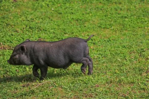 Small undersized black pig on a green lawn. Selective focus. 写真素材
