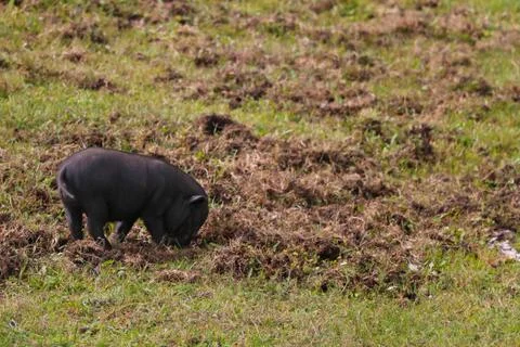 Small undersized black pig on a green lawn. Selective focus. 写真素材