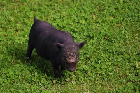 Small undersized black pig on a green lawn. Selective focus. 写真素材