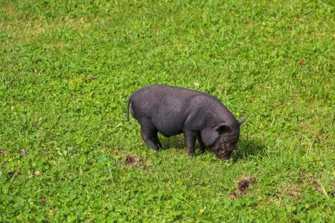 Small undersized black pig on a green lawn. Selective focus. 写真素材
