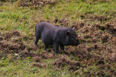 Small undersized black pig on a green lawn. Selective focus. 写真素材