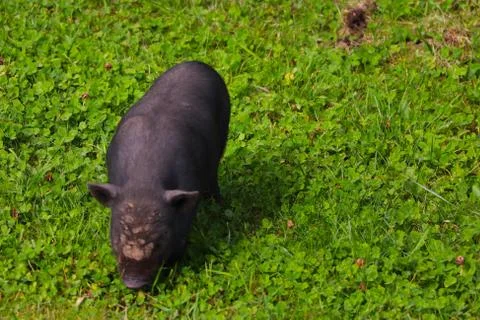 Small undersized black pig on a green lawn. Selective focus. 写真素材
