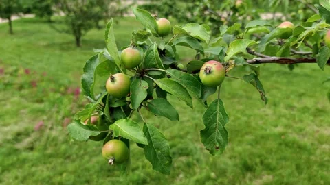 Small unripe apples on tree Stock Footage 231342078