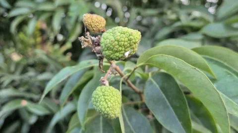 Small Unripe Green Lychee Cluster On Tree Branch Early Fruit Development Shot Stock Footage 343544490