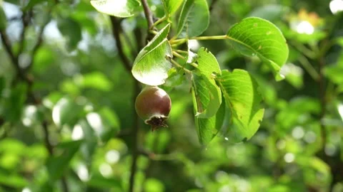 Small unripe pear growing on a tree branch with lush leaves Vidéo 336487726