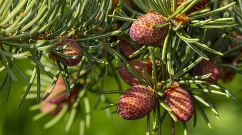 Small unripe spruce cones on a tree, macro photography Stock Photos