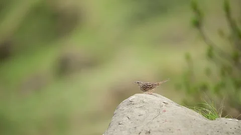 Small Upland Pipit Spreading Wings Leaving Rocky Perch Stock Footage 336566782