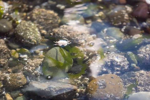 Small upside down crab floating in saltwater Stock Photos