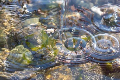 Small upside down crab floating in saltwater Stock Photos