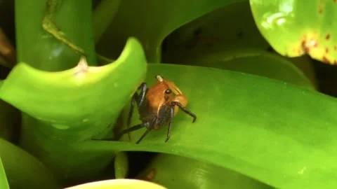Small Vampire Crab Crawls on Bromeliad Leaves Stock Footage 339865283