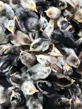 Small variegated chickens. Stock Photos