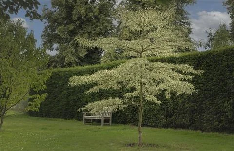 Small varigated tree next to a bench Stock Photos
