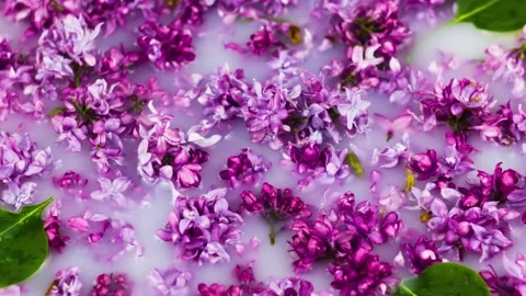 Small various flowers of lilac are scattered in milk close-up. Stock Footage 149125098