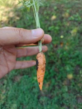 A small vegetable carrot is held by a man's hand by the leaves. Stock Photos