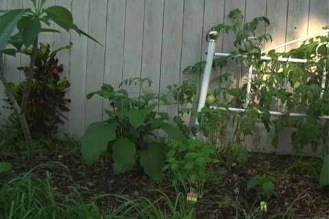 Small Vegetable Garden 1 Vídeo Stock 124758