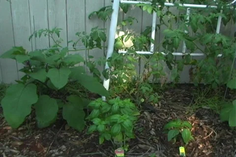 Small Vegetable Garden 2 動画素材 124753