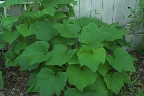 Small Vegetable Garden 3 Video stock 124756