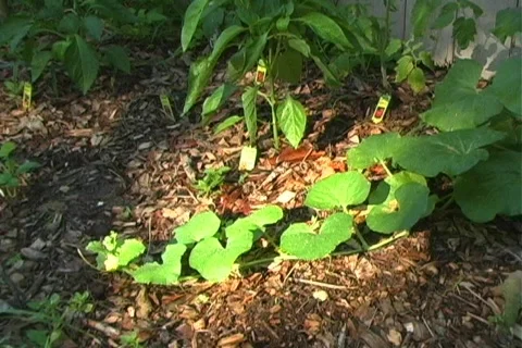 Small Vegetable Garden 4 Video stock 124751