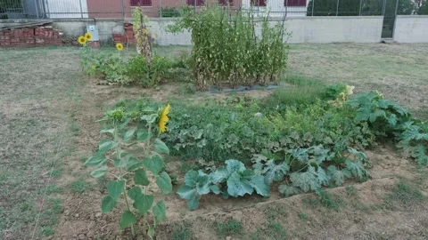 A small vegetable garden, cute plants and vegetables for a small family Stock Footage 137006522