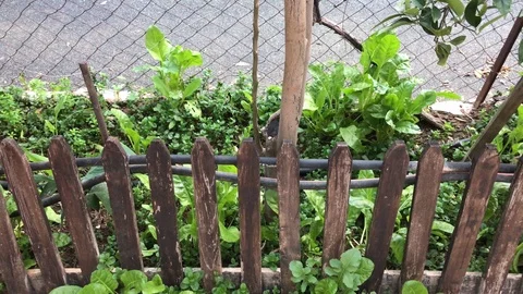 Small Vegetable Garden in a House Yard Stock Footage 100406480