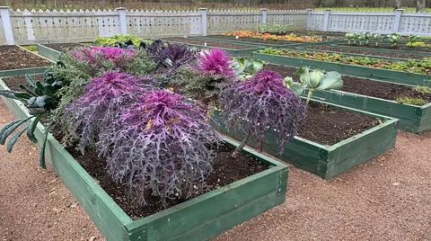 A small vegetable garden in the park, vegetable beds, white cabbage and Stock Photos