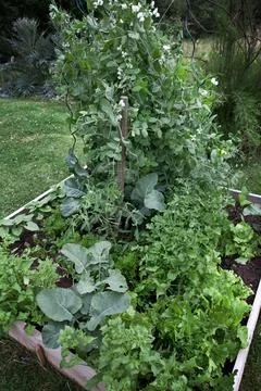 Small vegetable garden Stock Photos