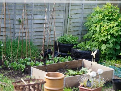 A small vegetable patch in a back garden growing potatoes, runner beans and 스톡 사진