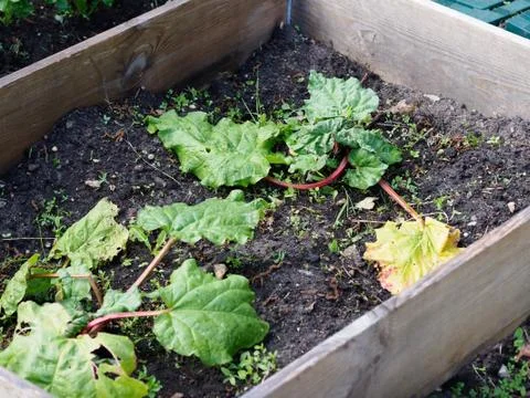 A small vegetable patch in a back garden growing rhubarb Stock Photos