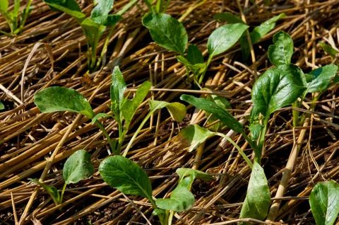 The small vegetable on the straw as background Stock Photos