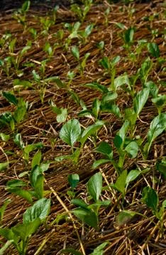 The small vegetable on the straw as background Stock Photos