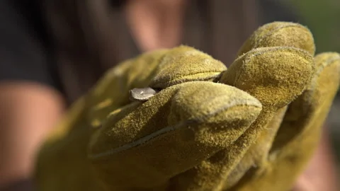 Small venomous Viper snake being held with yellow glove Stock Footage 297029887