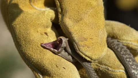 Small venomous Viper snake opening his mouth while being held with yellow glove Stock Footage 297029942