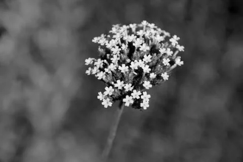 Small verbena flowers Stock Photos