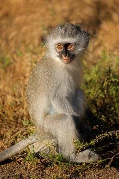 A small vervet monkey (Cercopithecus aethiops) sitting in natural habitat Stock Photos