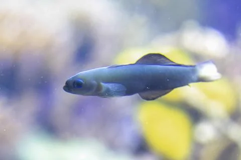 A small, vibrant blue fish is gracefully swimming in a tank of water Stock Photos