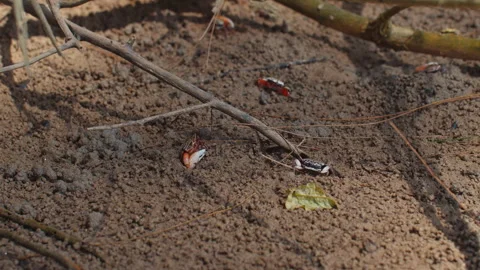 Small vibrant crabs rest on forest floor, blending with natural Stock Footage 282083603