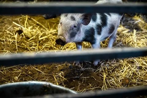A small Vietnamese mini pig behing barns of pig pen Foto stock