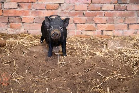 A small Vietnamese mini pig in front of brick wall of pig pen Stock Photos