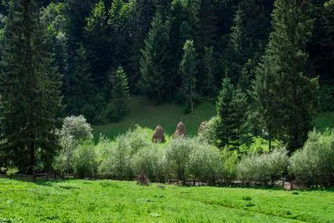 A small view of a virgin forest Stock Photos