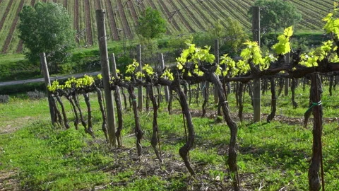 Small vine leaves grow on the rows of vines near San Casciano Val di Pesa Stock Footage 232422645