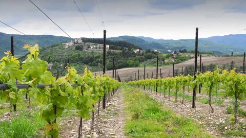 Small vine leaves grow on the rows near Nipozzano village Stock Footage 273973197