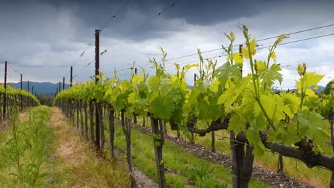 Small vine leaves grow on the rows Stock Footage 273976782