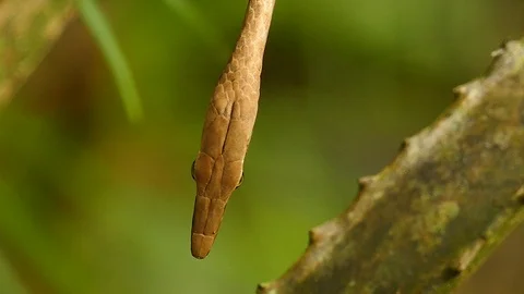 Small vine snake's head closeup in Panama in the wild Stock Footage 123554695