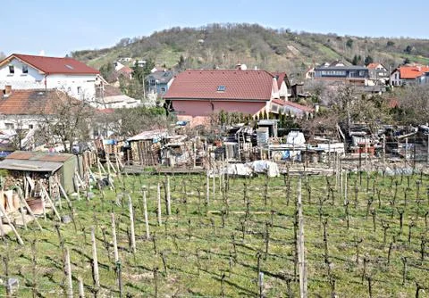 Small vineyard Stock Photos