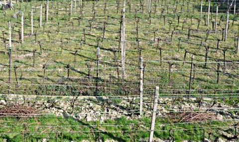 Small vineyard Foto stock
