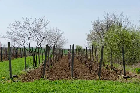 Small vineyard in springtime Stock Photos
