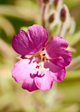 Small violet flower in the field Stock Photos