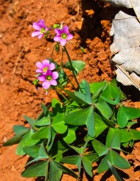 Small violet flower Stock Photos