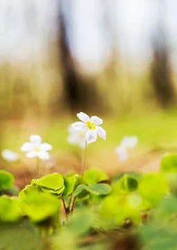 Small violet flower Foto stock